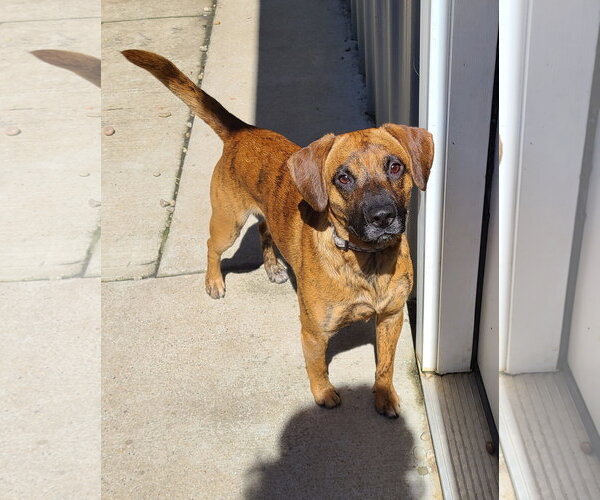 Medium Photo #4 Boxer-Mountain Cur Mix Puppy For Sale in Woodsfield, OH, USA