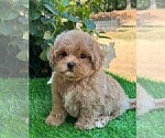 Small #11 Maltipoo