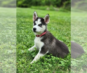 Siberian Husky Puppy for sale in HTFD, CT, USA