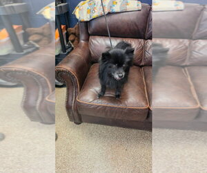 Pomeranian-Unknown Mix Dogs for adoption in Maryville, TN, USA