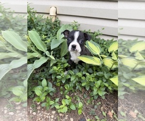 Boston Terrier Puppy for Sale in FREDONIA, Kansas USA