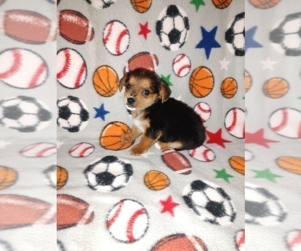 Medium Photo #2 YorkiePoo Puppy For Sale in LAPEER, MI, USA