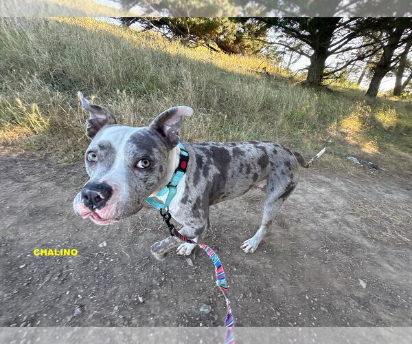 Medium Photo #7 Staffordshire Bull Terrier-Unknown Mix Puppy For Sale in Woodland Hills, CA, USA
