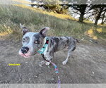 Small #6 Staffordshire Bull Terrier Mix