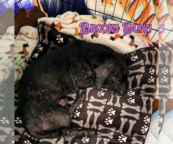Medium Photo #9 Dachshund Puppy For Sale in San Antonio, TX, USA