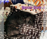Small #8 Dachshund