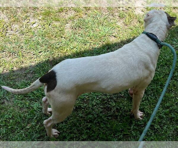 Medium Photo #6 American Pit Bull Terrier Puppy For Sale in Tarboro, NC, USA