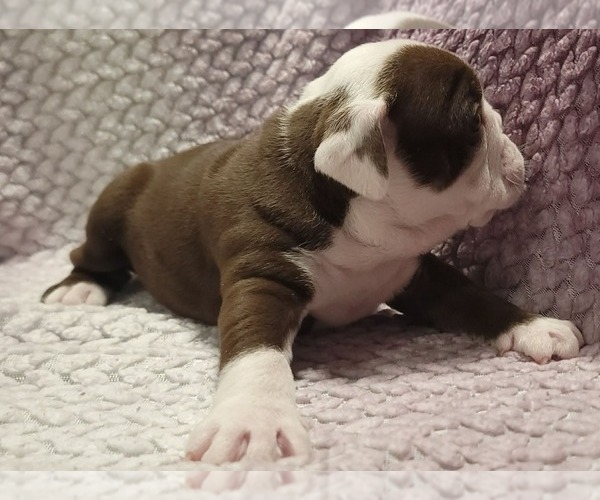Medium Photo #7 Olde English Bulldogge Puppy For Sale in ATHOL, ID, USA