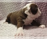 Small #6 Olde English Bulldogge