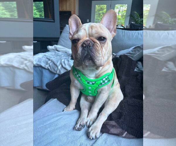 Medium Photo #3 French Bulldog Puppy For Sale in Brights Grove, Ontario, Canada