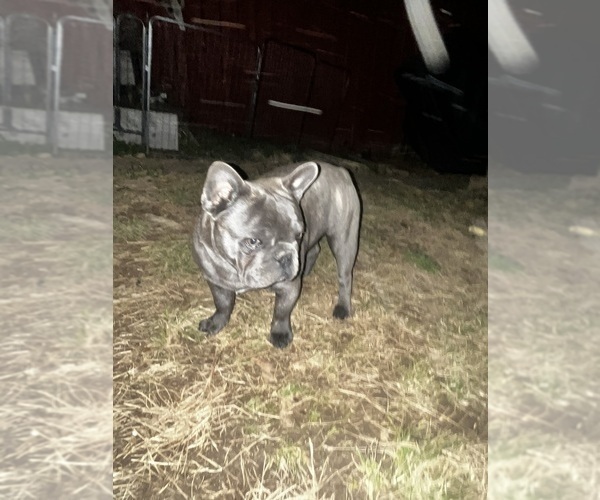Medium Photo #9 French Bulldog Puppy For Sale in WASHINGTON, DC, USA