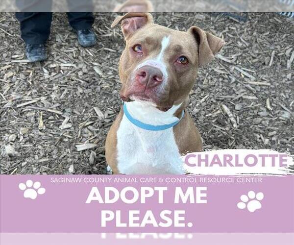 Medium Photo #1 Mutt Puppy For Sale in Saginaw, MI, USA