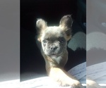 Puppy Paris French Bulldog