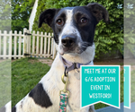 Small #4 Border Collie Mix