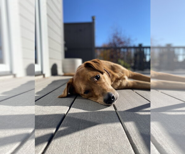 Medium Photo #5 Mutt Puppy For Sale in Fort Collins, CO, USA