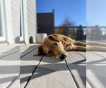 Small #4 Mutt