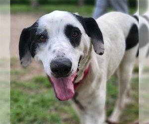 Labrador Retriever-Unknown Mix Dogs for adoption in Waco, TX, USA