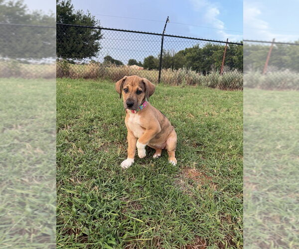 Medium Photo #3 Great Dane-Unknown Mix Puppy For Sale in OKLAHOMA CITY, OK, USA