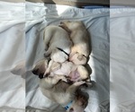Small #12 Labrador Retriever