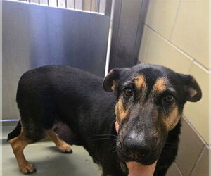 German Shepherd Dog Dogs for adoption in Riverside, CA, USA