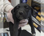Small #4 Borador