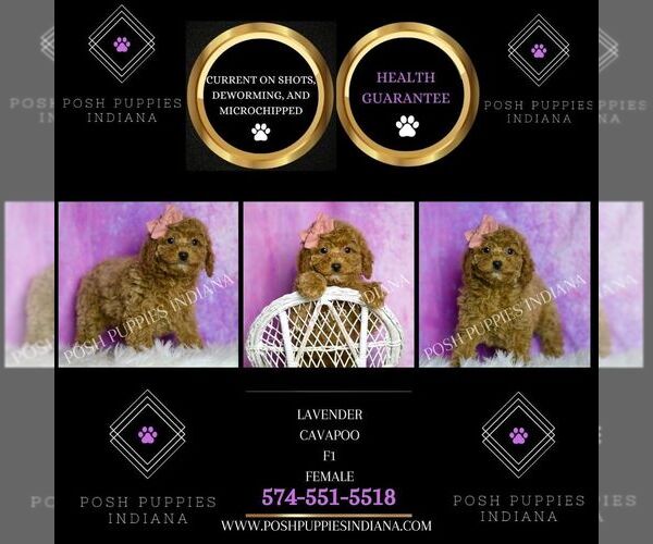 Medium Photo #25 Cavapoo (Miniature) Puppy For Sale in WARSAW, IN, USA