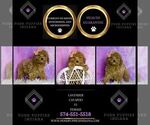 Small Photo #25 Cavapoo (Miniature) Puppy For Sale in WARSAW, IN, USA