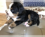 Small Photo #4 Bernese Mountain Dog Puppy For Sale in HORSE SHOE, NC, USA