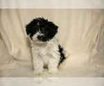 Small Photo #2 Poovanese Puppy For Sale in GORDONVILLE, PA, USA