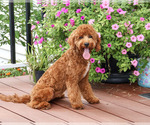 Matilda - Female Cavapoo (Miniature) Puppy for Sale - Photo #5