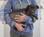 Small #2 American Staffordshire Terrier Mix