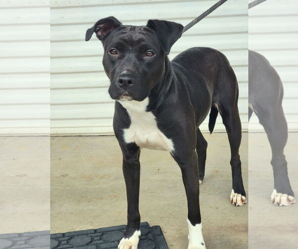 Medium Photo #5 Boxador Puppy For Sale in Anniston, AL, USA