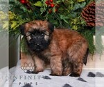 Small #1 Soft Coated Wheaten Terrier