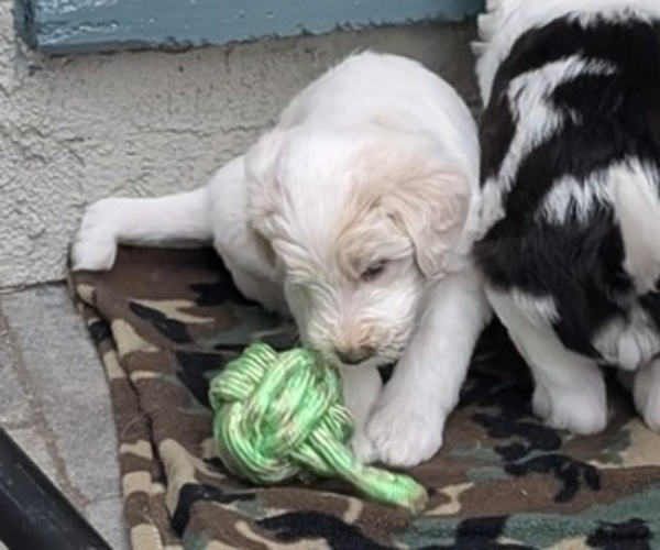Medium Photo #3 Double Doodle Puppy For Sale in CHULA VISTA, CA, USA