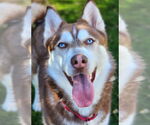 Small #3 Siberian Husky