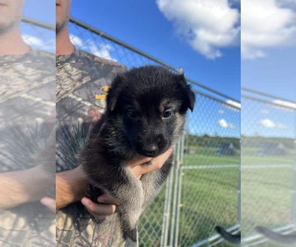 View Ad Photo 20 of Listing German Shepherd Dog