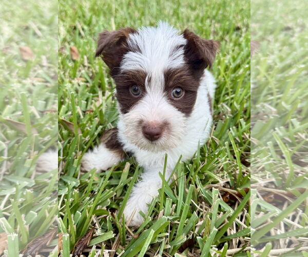 Medium Photo #2 Mutt Puppy For Sale in Boca Raton, FL, USA