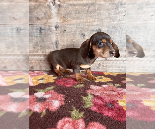 Medium Photo #3 Dachshund Puppy For Sale in VERMONTVILLE, MI, USA