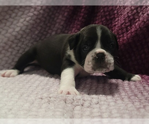 Medium Photo #7 Olde English Bulldogge Puppy For Sale in ATHOL, ID, USA