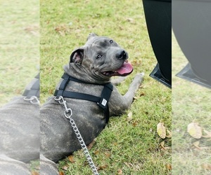 Father of the American Staffordshire Terrier puppies born on 03/27/2025