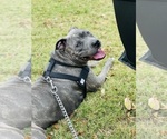 Small Photo #1 American Staffordshire Terrier Puppy For Sale in GRAND PRAIRIE, TX, USA