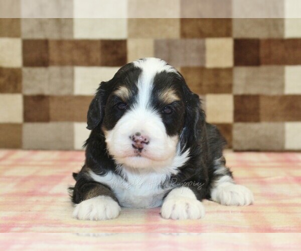 Medium Photo #2 Bernedoodle (Miniature) Puppy For Sale in DENVER, PA, USA