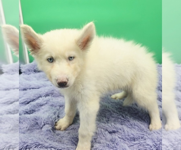 Medium Photo #4 Siberian Husky Puppy For Sale in SANDY HOOK, KY, USA