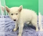 Small #3 Siberian Husky