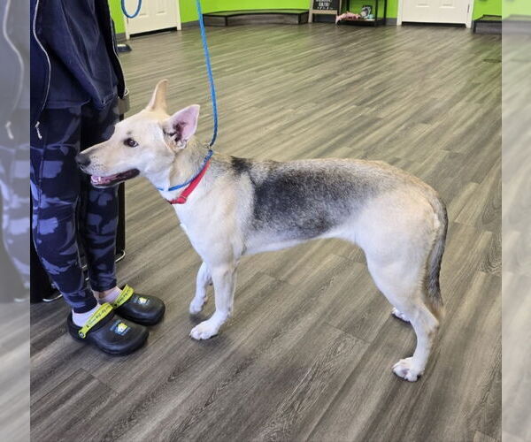 Medium Photo #4 German Shepherd Dog-Unknown Mix Puppy For Sale in Winston Salem, NC, USA