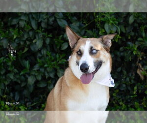 Chani - Female Mutt Dog for Adoption - Photo #6