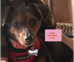 Small #2 Chihuahua Mix
