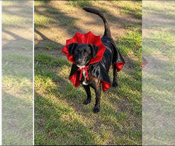 Medium Photo #1 Mutt Puppy For Sale in Mooresville, NC, USA