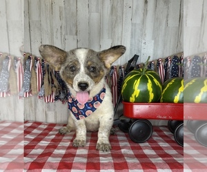 Cowboy Corgi Puppy for sale in ONEIDA, TN, USA