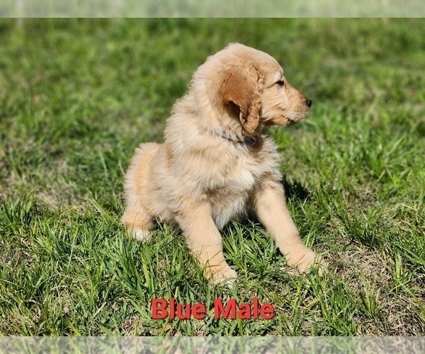 Medium Photo #7 Goldendoodle Puppy For Sale in CLARKSVILLE, TX, USA